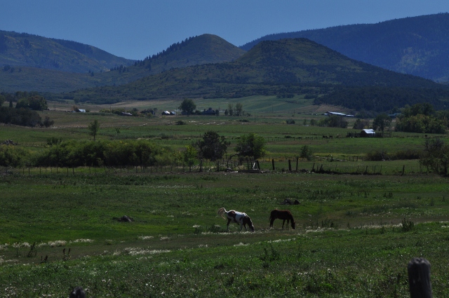 horses at pasture